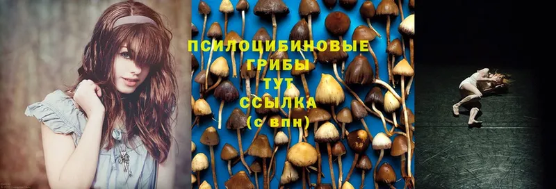 хочу   Прохладный  Галлюциногенные грибы MAGIC MUSHROOMS 